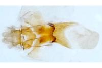 Aethes bilbaensis