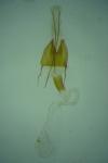 Coleophora nutantella