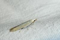 Coleophora nutantella