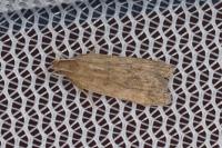 Helcystogramma lutatella