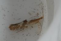 Argyresthia pruniella