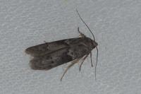 Blastobasis glandulella