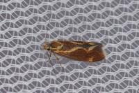 Metalampra