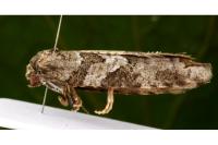 Cnephasia stephensiana