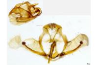 Cnephasia stephensiana