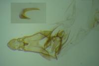 Exoteleia dodecella