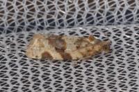 Argyrotaenia ljungiana