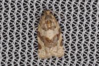 Argyrotaenia ljungiana