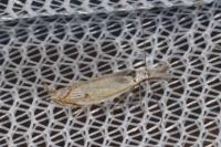 Holoscolia huebneri