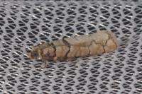 Pseudococcyx tessulatana
