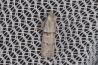 Symmocoides oxybiella