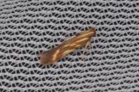 Metzneria aprilella