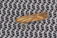 Metzneria aprilella