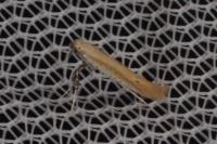 Aspilapteryx tringipennella