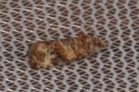 Lobesia botrana