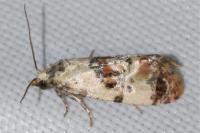 Neocochylis hybridella