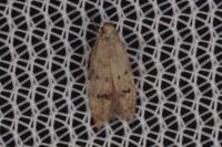 Teleiodes vulgella