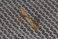 Caloptilia fribergensis