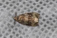 Celypha lacunana