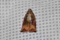 Archips podana