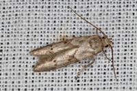 Blastobasis glandulella