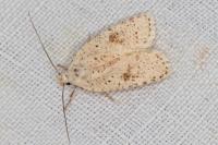 Agonopterix assimilella