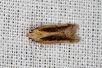 Mirificarma mulinella