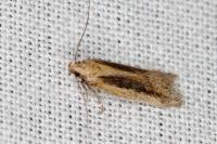 Mirificarma mulinella