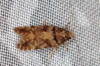 Teleiopsis diffinis