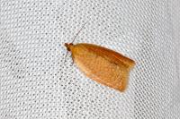 Clepsis consimilana