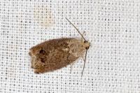 Cydia splendana