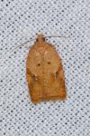 Acleris ferrugana/notana