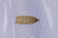 Helcystogramma triannulella