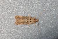 Teleiopsis diffinis
