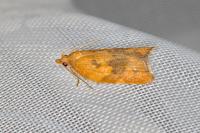 Acleris rhombana
