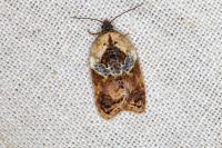 Acleris variegana