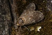 Cossus cossus