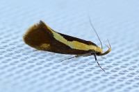 Harpella forficella