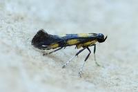 Euspilapteryx auroguttella