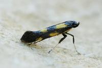 Euspilapteryx auroguttella