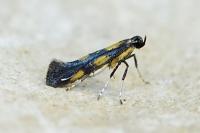 Euspilapteryx auroguttella