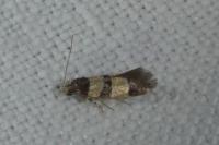 Goidanichiana jourdheuillella