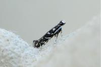 Parectopa ononidis