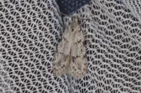 Symmoca signatella