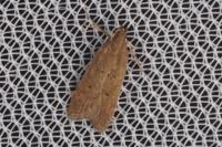 Helcystogramma lutatella