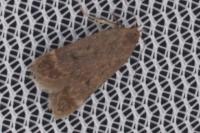 Anacampsis timidella