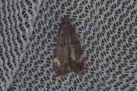 Dichomeris alacella