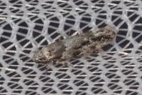 Recurvaria nanella