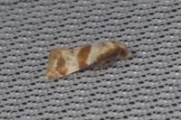 Phalonidia contractana