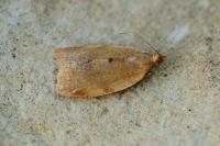 Clepsis consimilana